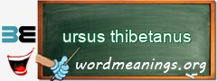 WordMeaning blackboard for ursus thibetanus